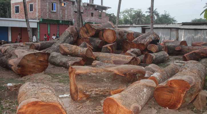 যশোর-ঝিনাইদহ সড়কের ‘সেই’ ৬ ট্রাক কাঠ মিললো মাগুরায়